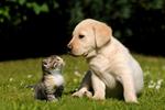 CHIOTS ET CHATONS