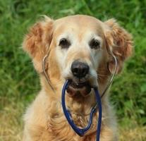 La prise de sang chez votre chien ou votre chat