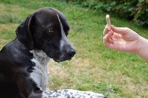 Vivre sereinement avec son chien