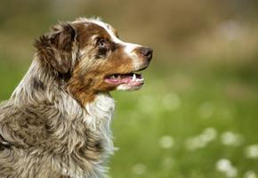 Les Maladies Inflammatoires Chroniques de l'Intestin (MICI) chez le chien