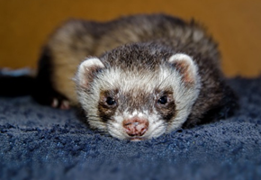 Le furet