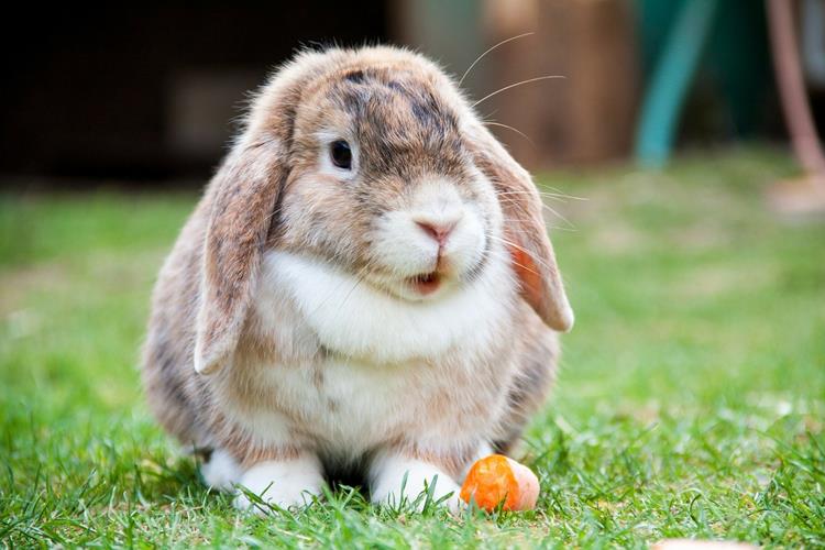 Clinique vétérinaire de Bellevue, Un lapin ou rongeur en pleine forme