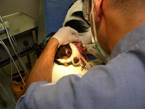 Service dentisterie clinique vétérinaire de Les Angles