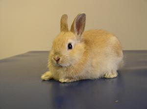 Lapin clinique vétérinaire avignon