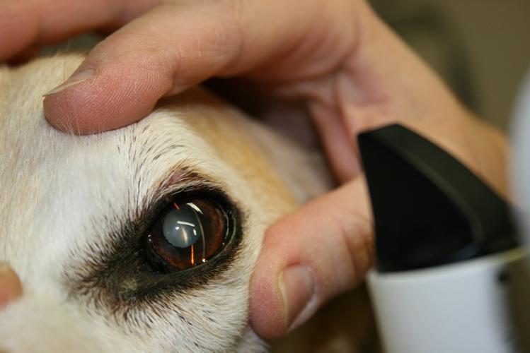 Résultat de recherche d'images pour "ophtalmologie chien"